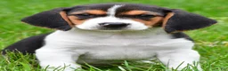 Beagle dogs for sale: Banjo - Ad 1