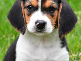 Beagle dogs for sale: Banjo - Ad 1