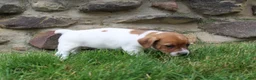 Jack Russell Terrier dogs for sale: Frankie - Ad 7