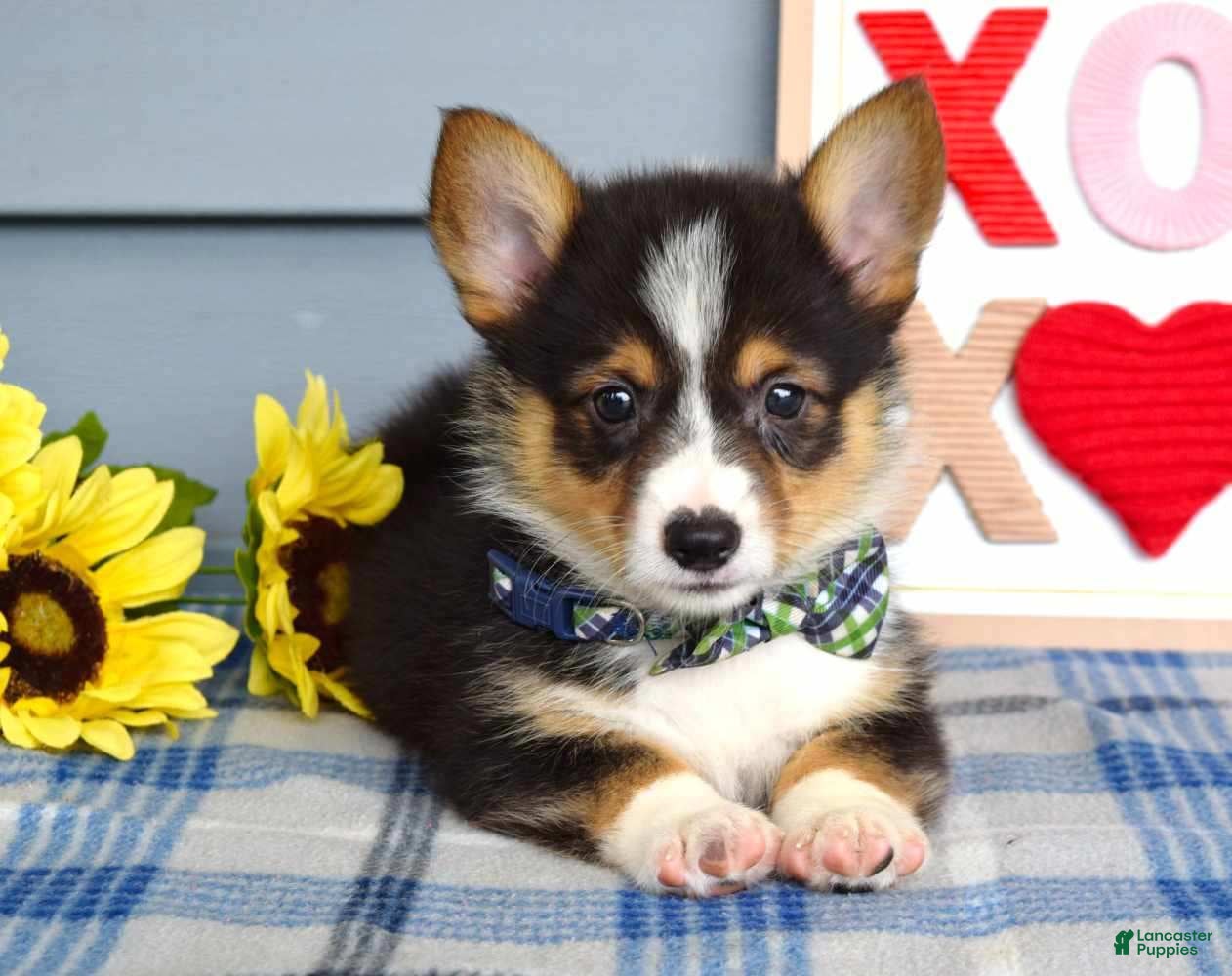 Welsh Corgi Pembroke dogs Wiley - Ad 2