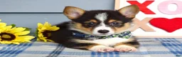 Welsh Corgi Pembroke dogs for sale: Wiley - Ad 2