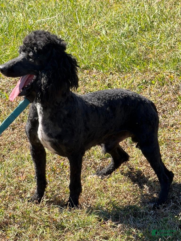 Miniature Poodle dogs for sale: Elvis - Ad 32