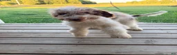 Mixed Breed dogs for sale: Micky - Ad 2