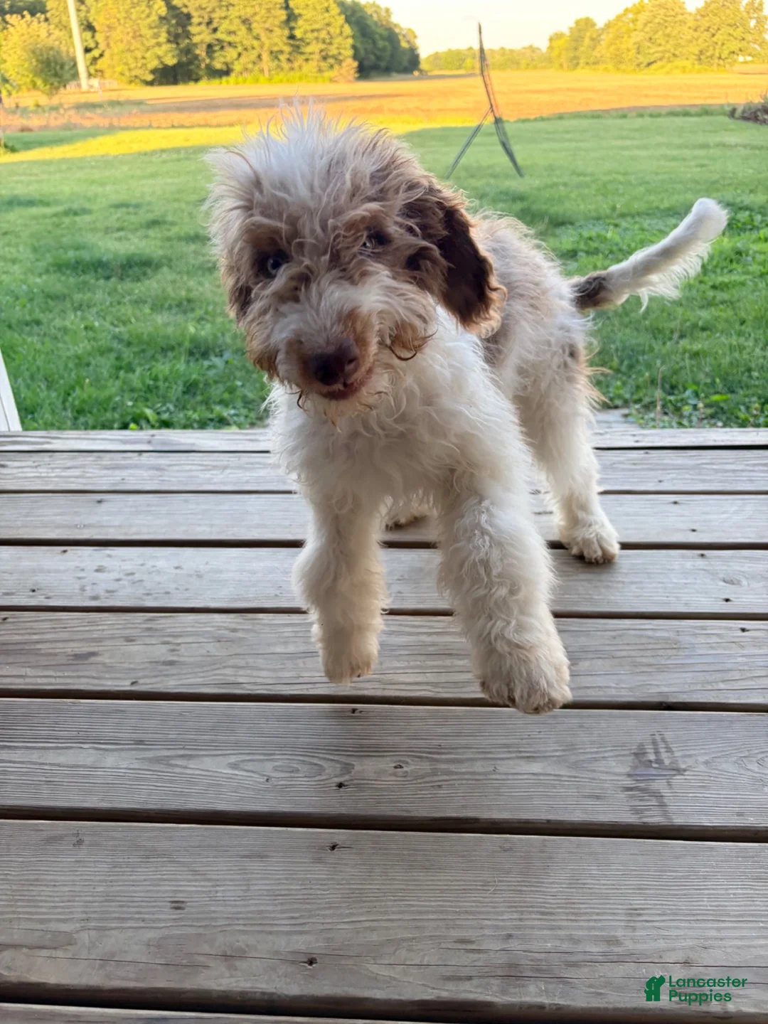 Mixed Breed dogs for sale: Micky - Ad 2