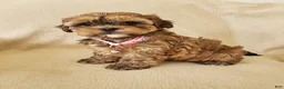 Shihpoo dogs for sale: CUDDLES - Ad 4