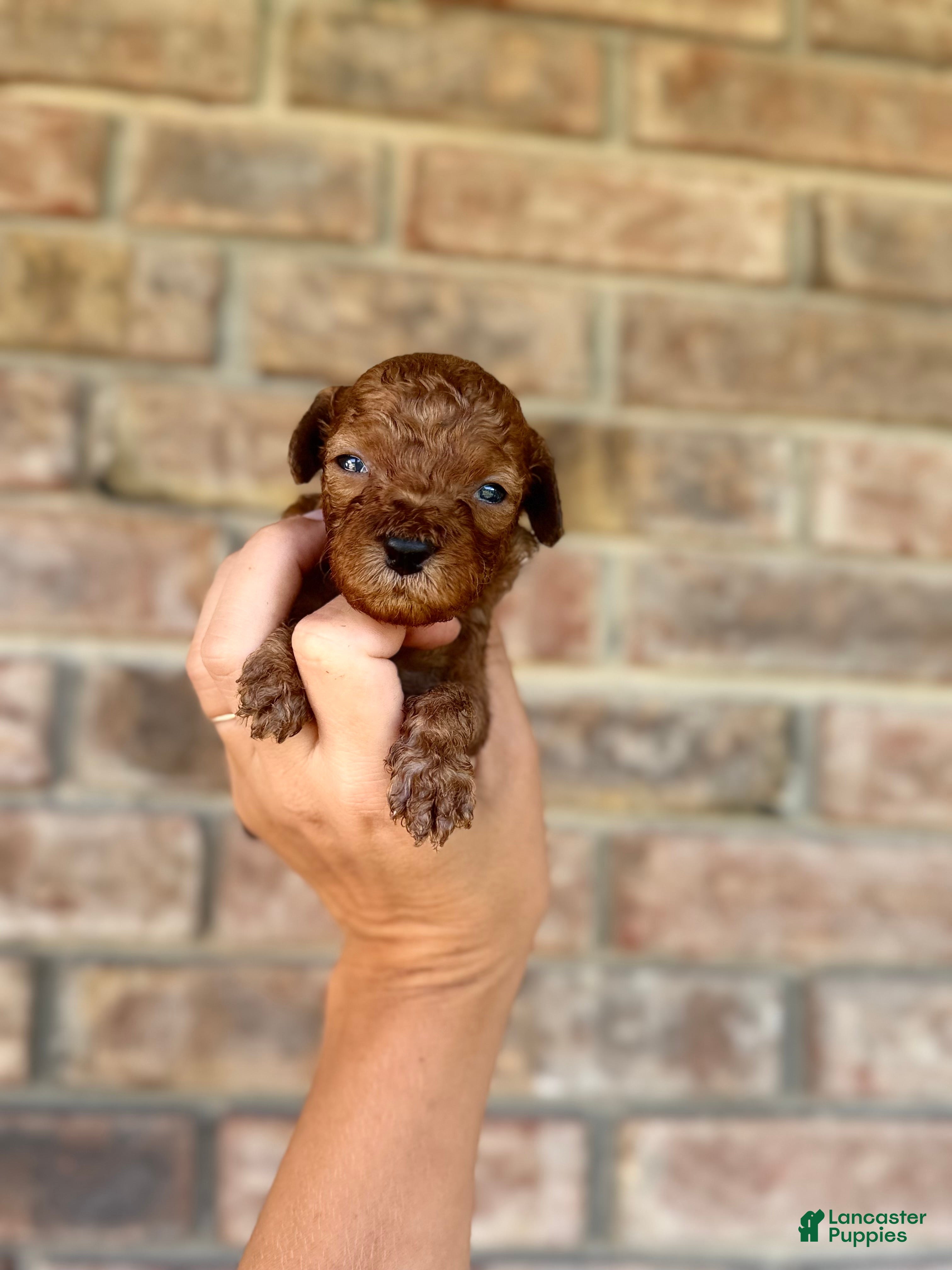 Miniature Poodle dogs Drax - Ad 2