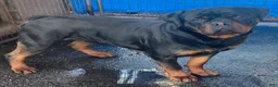 Rottweiler dogs for sale: Rottweiler 1 - Ad 5