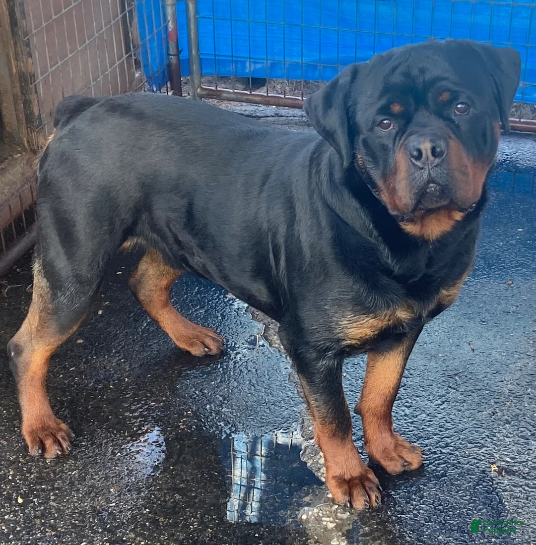 Rottweiler dogs for sale: Rottweiler 1 - Ad 5