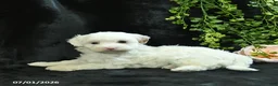 Maltipoo dogs for sale: Harrison  - Ad 5