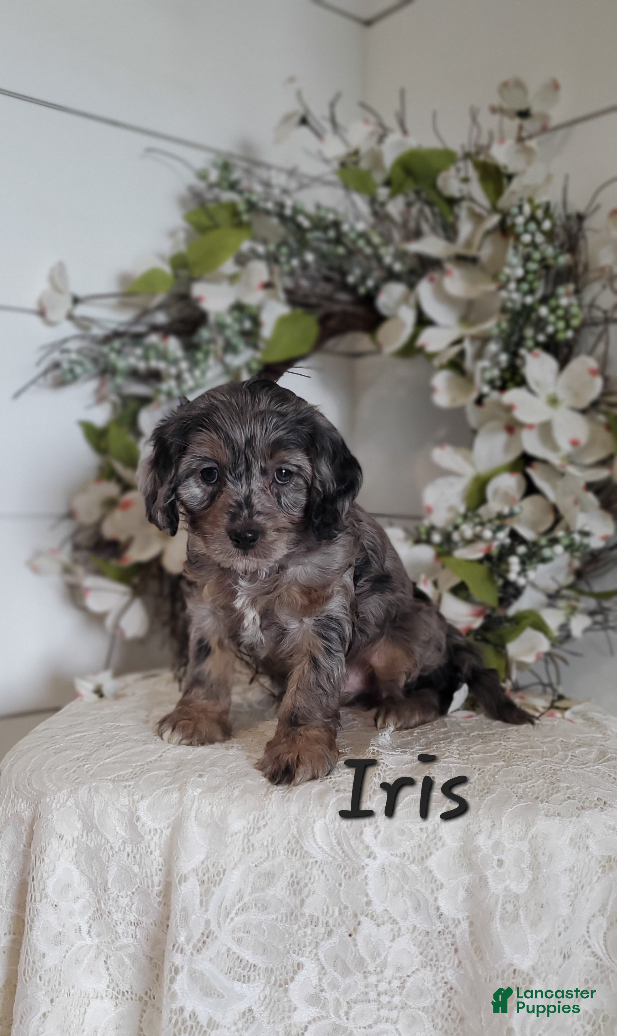 Cavapoo dogs Iris - Ad 9