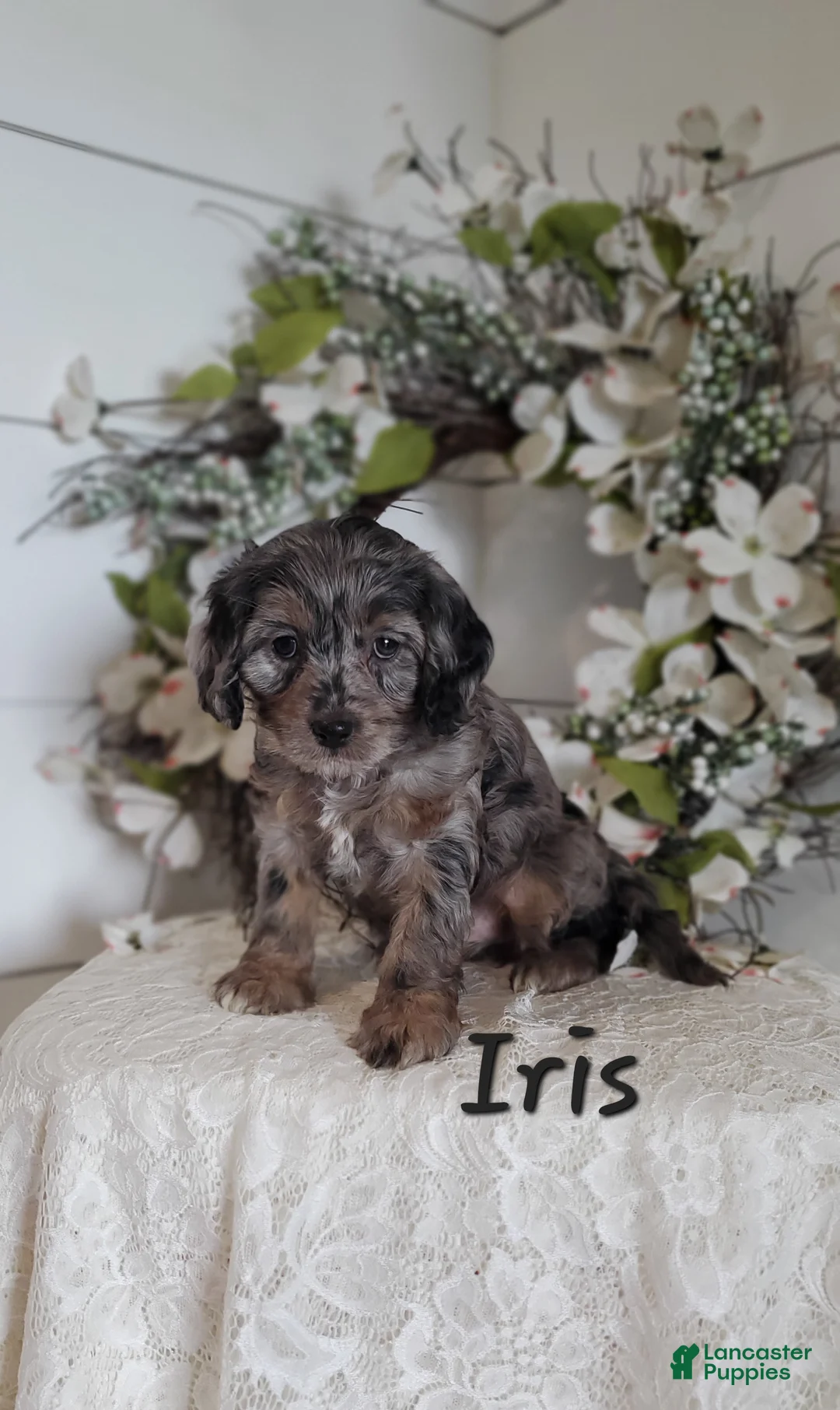Cavapoo dogs for sale: Iris - Ad 1