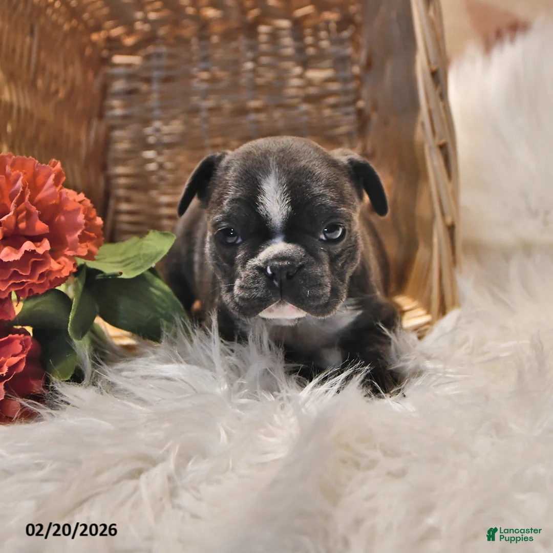 Frenchton dogs for sale: Moonbeam - Ad 2