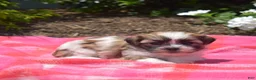 Teddy Bear dogs for sale: Chipmunk  - Ad 6