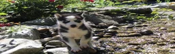 Siberian Husky dogs for sale: Misha - Ad 3