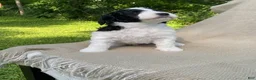 Mixed Breed dogs for sale: Panini - Ad 8