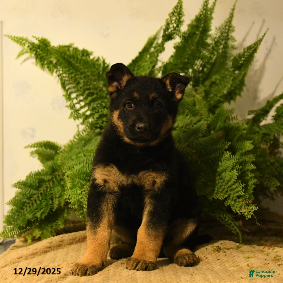 German Shepherd dogs for sale: Vance - Ad 3