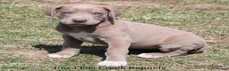 Great Dane dogs for sale: Hope - Ad 11