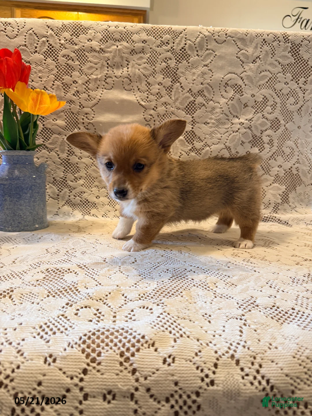 Welsh Corgi Pembroke dogs for sale: Lilac - Ad 2