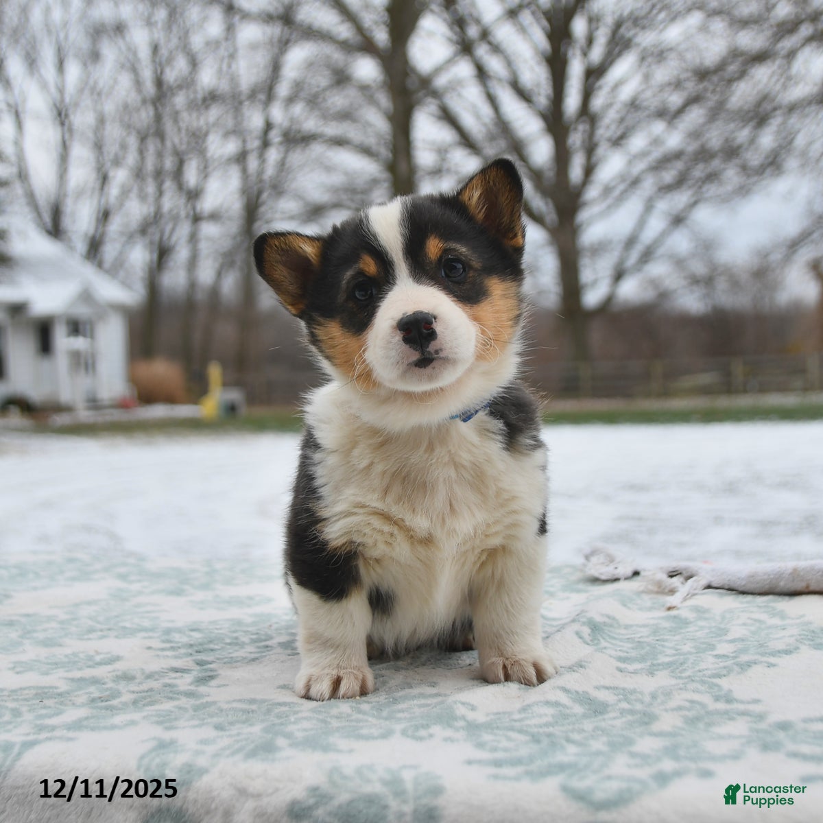 Welsh Corgi Pembroke dogs Callie - Ad 36