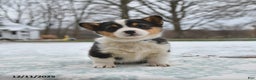 Welsh Corgi Pembroke dogs for sale: Callie - Ad 1