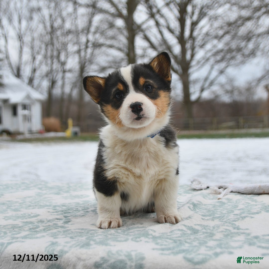 Welsh Corgi Pembroke dogs for sale: Callie - Ad 1