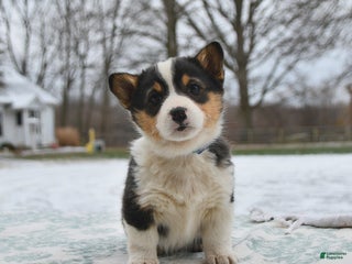 Welsh Corgi Pembroke dogs Callie - Ad 4