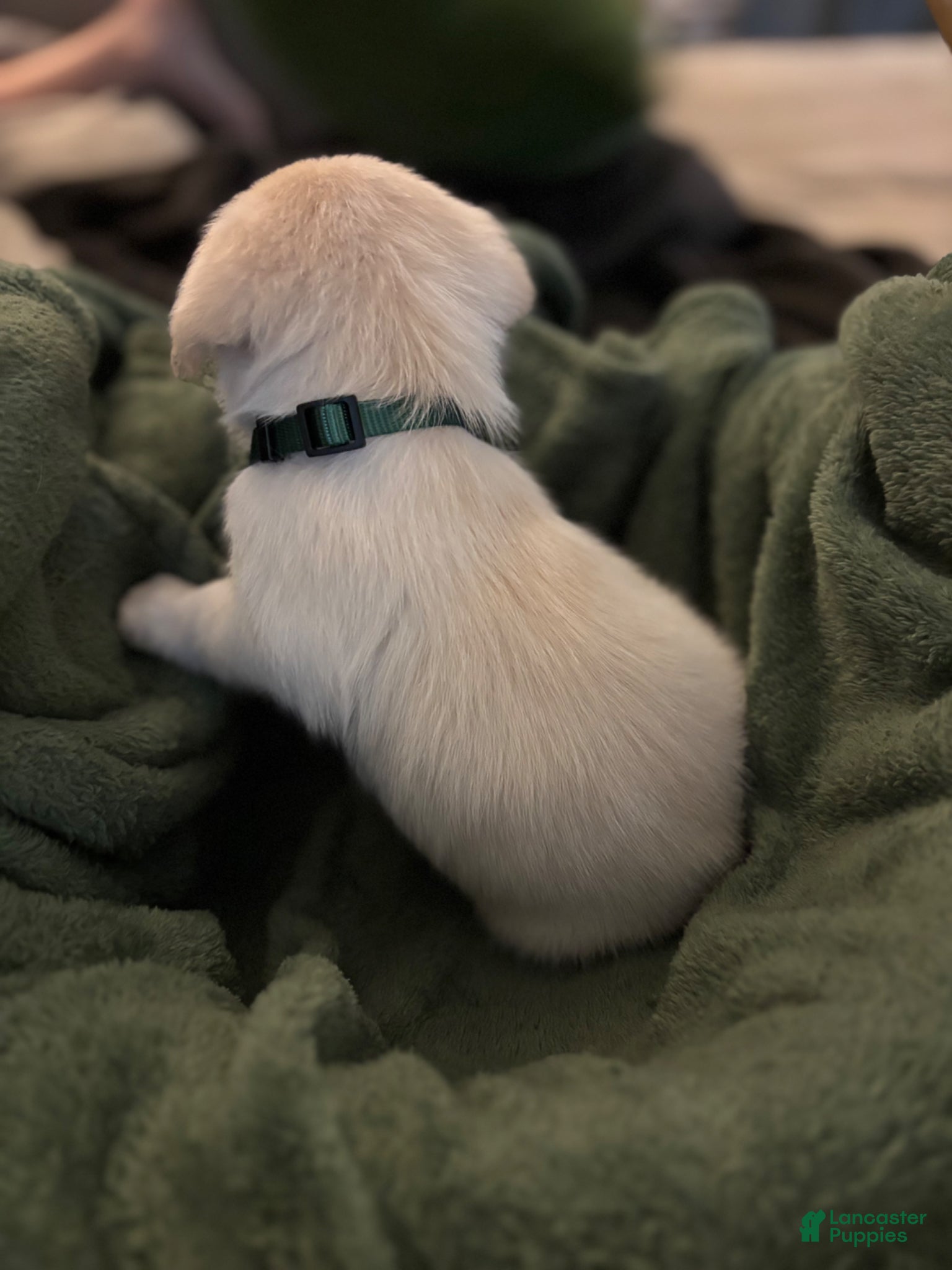 Mixed Breed dogs Dark Green - Ad 21
