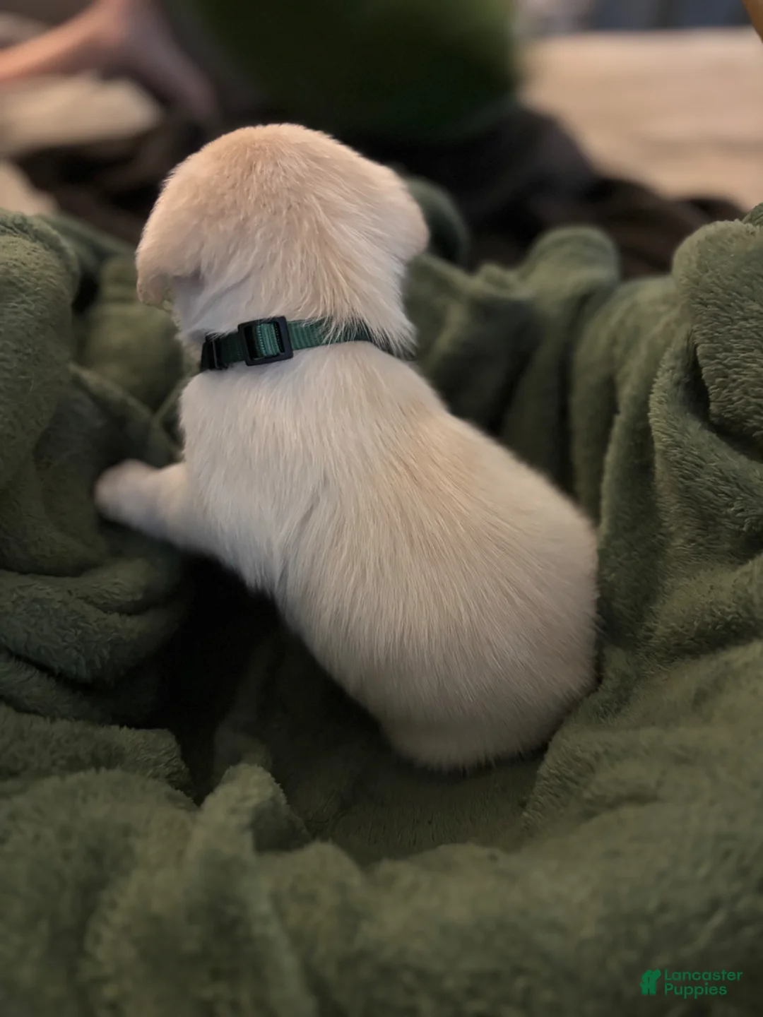 Mixed Breed dogs for sale: Dark Green - Ad 1