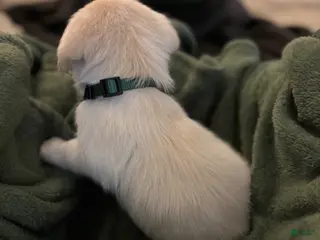 Mixed Breed dogs Dark Green - Ad 29