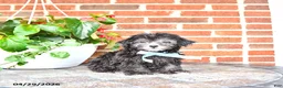 Maltipoo dogs for sale: Scout - Ad 1