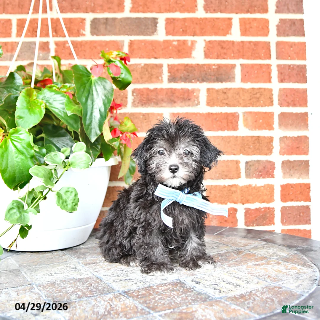 Maltipoo dogs for sale: Scout - Ad 1