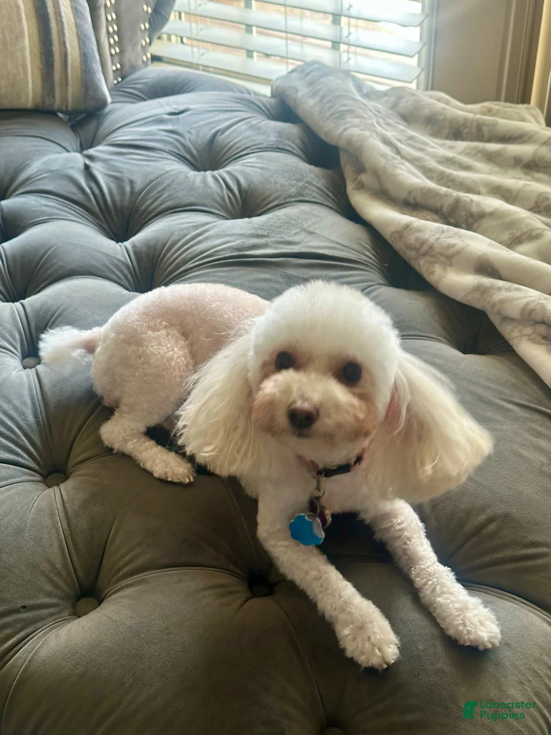 Toy Poodle dogs for sale: Toy Poodle 3 - Ad 4