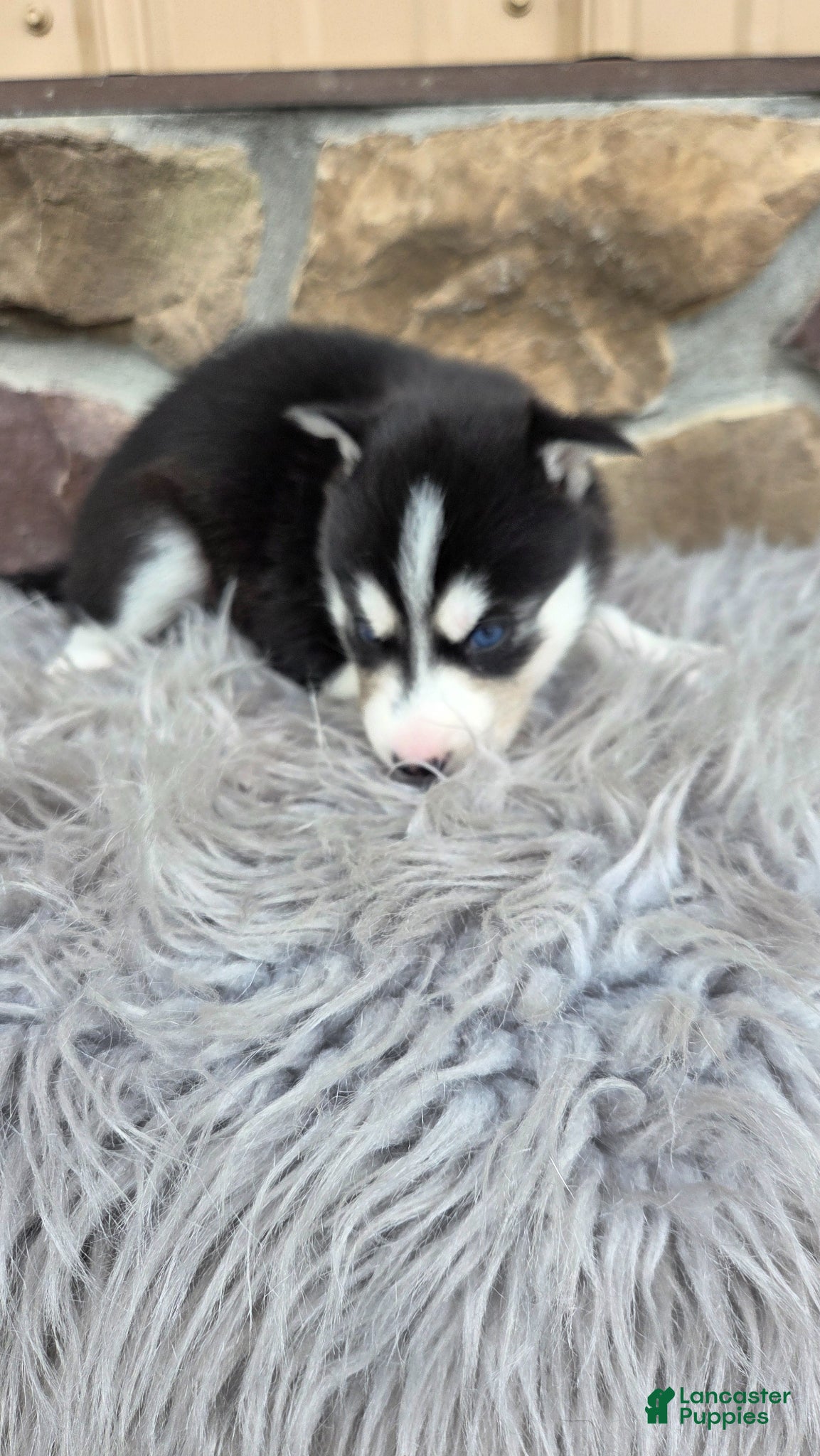 Siberian Husky dogs Eden  - Ad 2