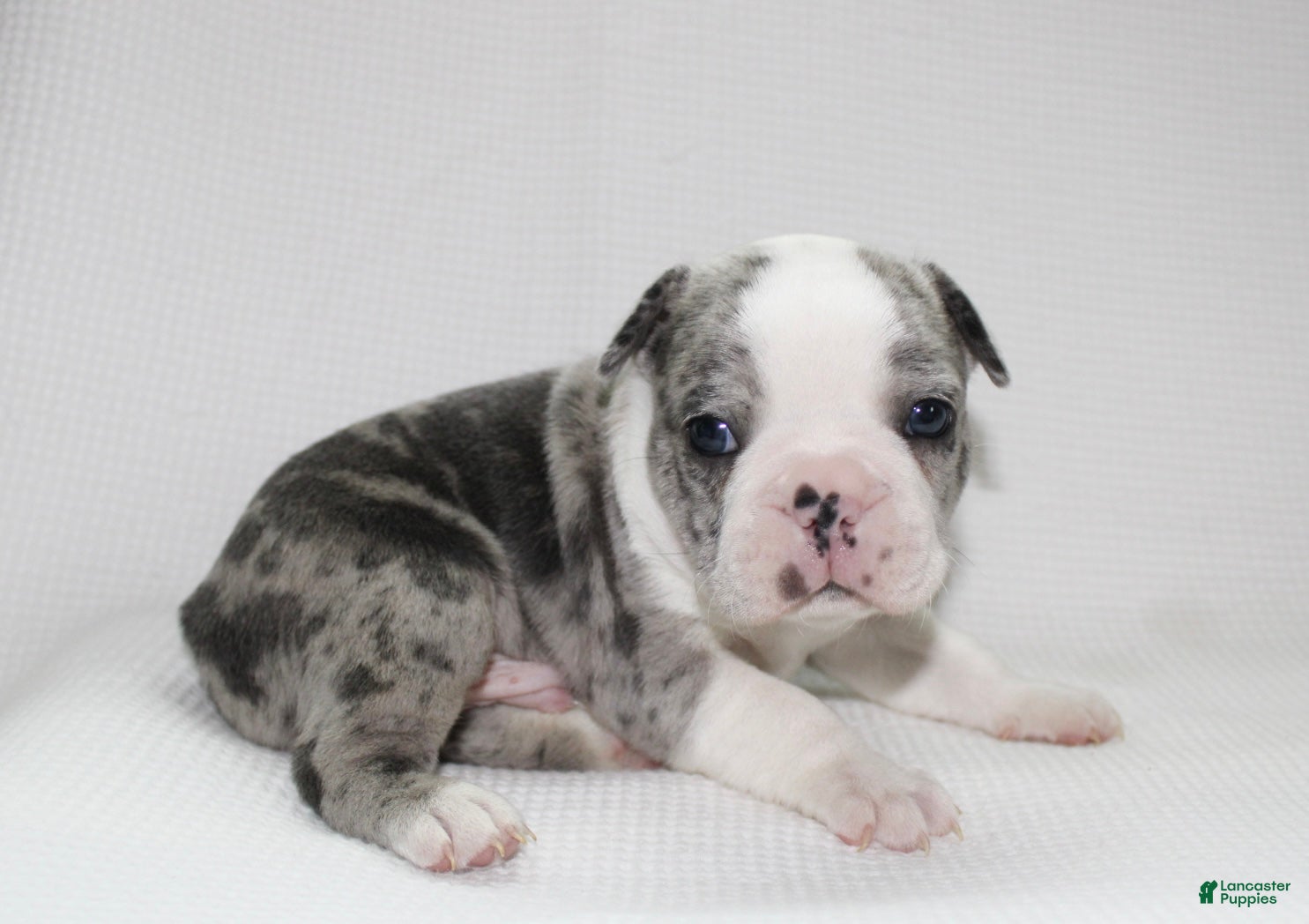 Frenchton dogs Tucker - Ad 37