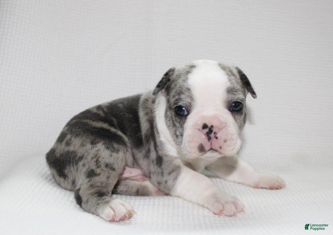 Frenchton dogs for sale: Tucker - Ad 1