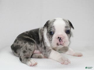 Frenchton dogs Tucker - Ad 33