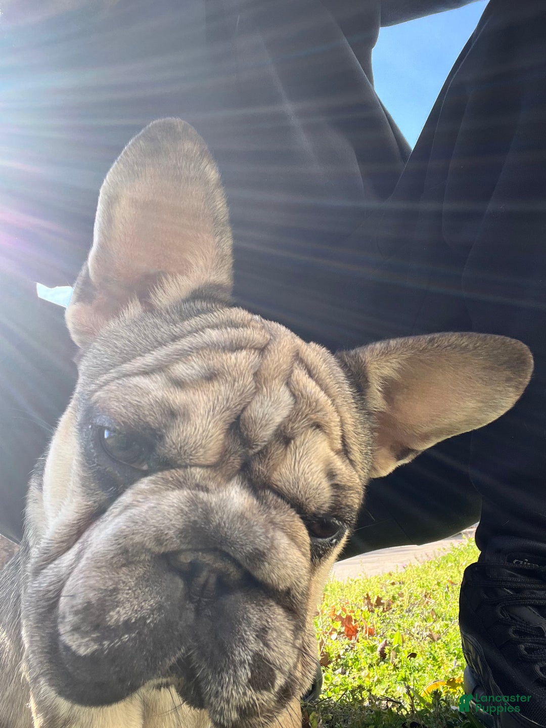 Gallery Image {{count}}