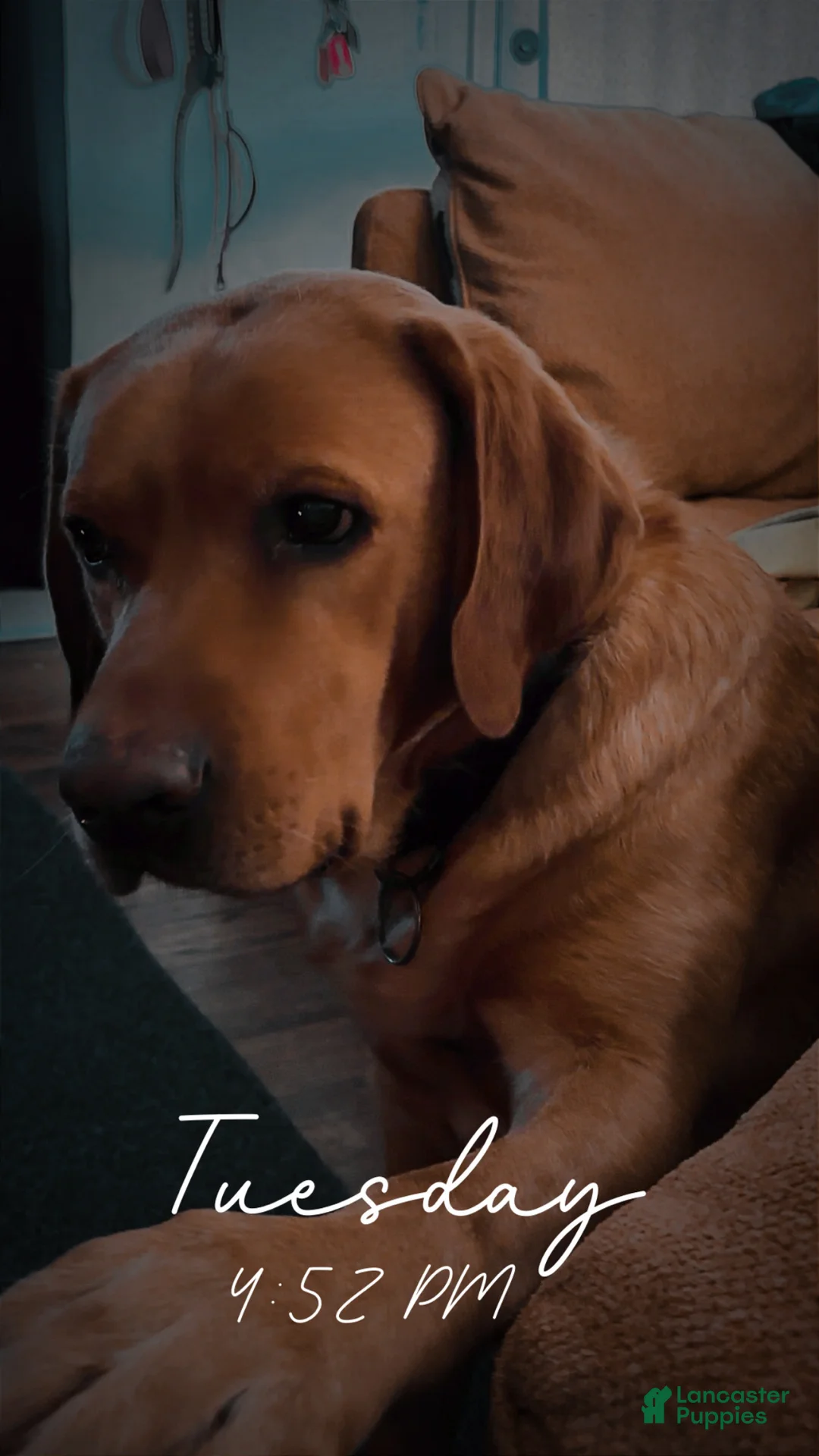 Labrador Retriever dogs for sale: Labrador Retriever Puppy 1 - Ad 3