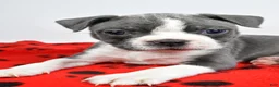 Boston Terrier dogs for sale: Callie - Ad 9