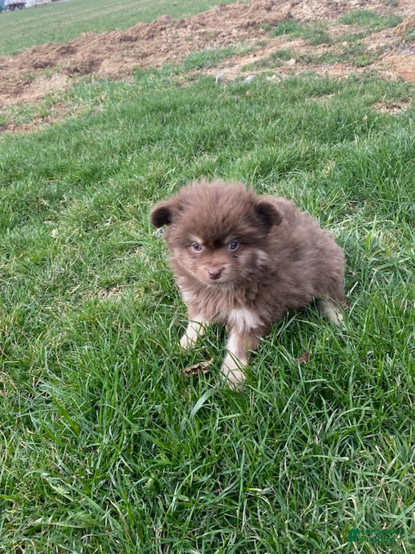 Pomeranian dogs Billy  - Ad 2