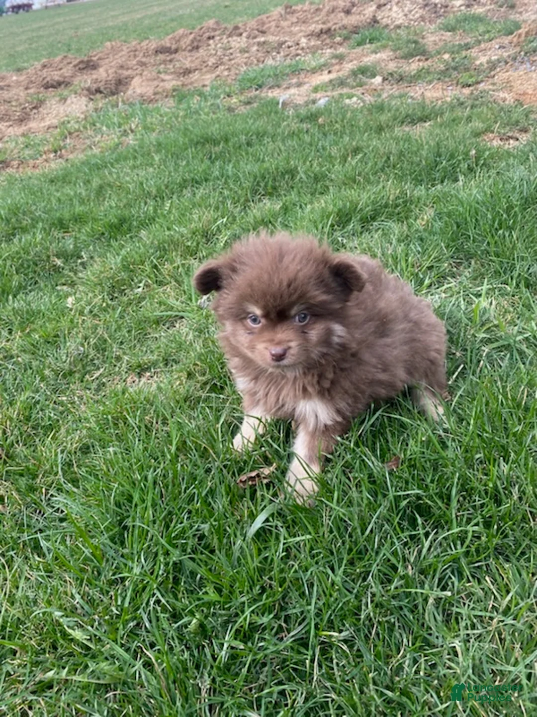 Pomeranian dogs for sale: Billy  - Ad 2