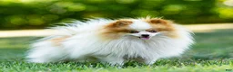 Pomeranian dogs for sale: Billy - Ad 5
