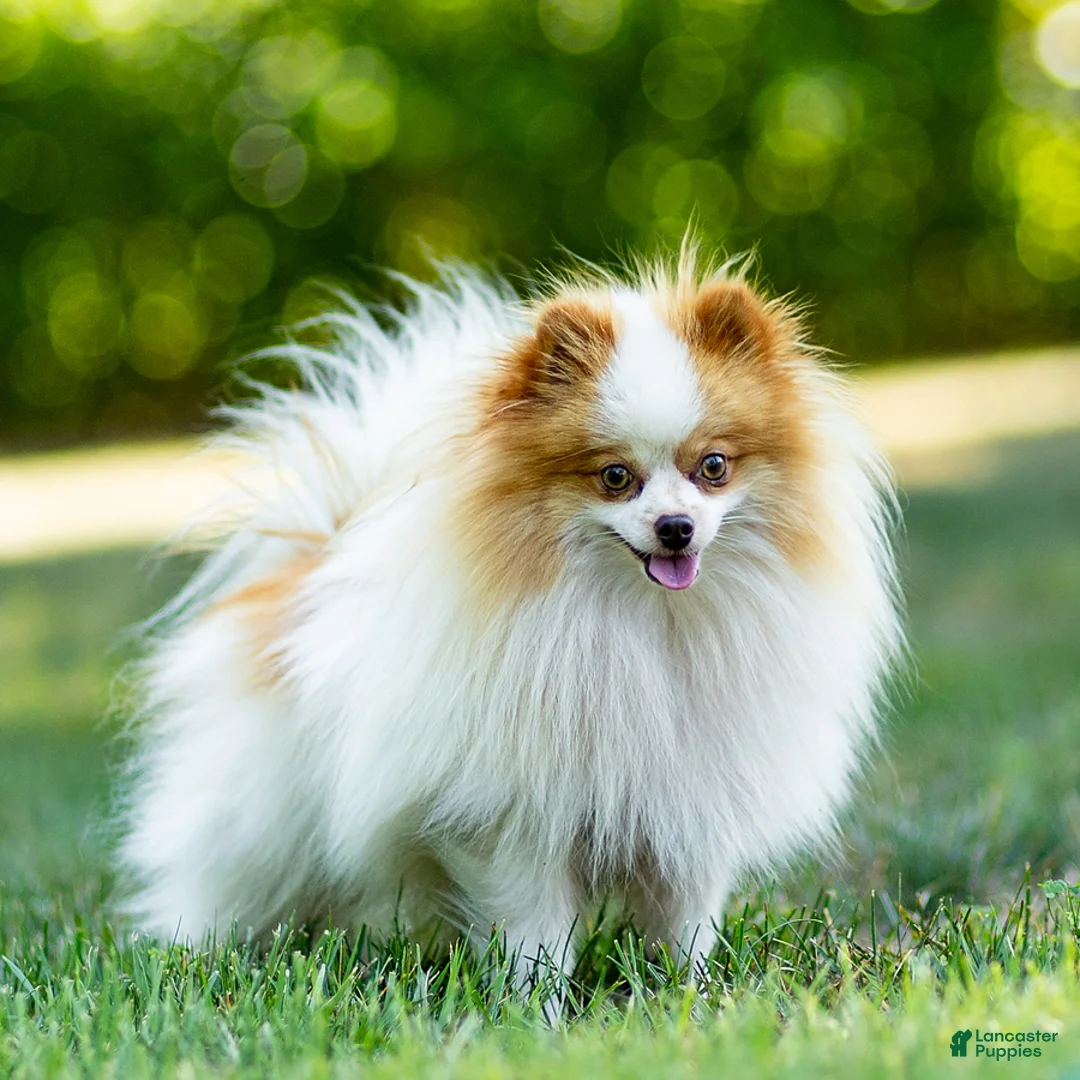 Pomeranian dogs for sale: Billy - Ad 5