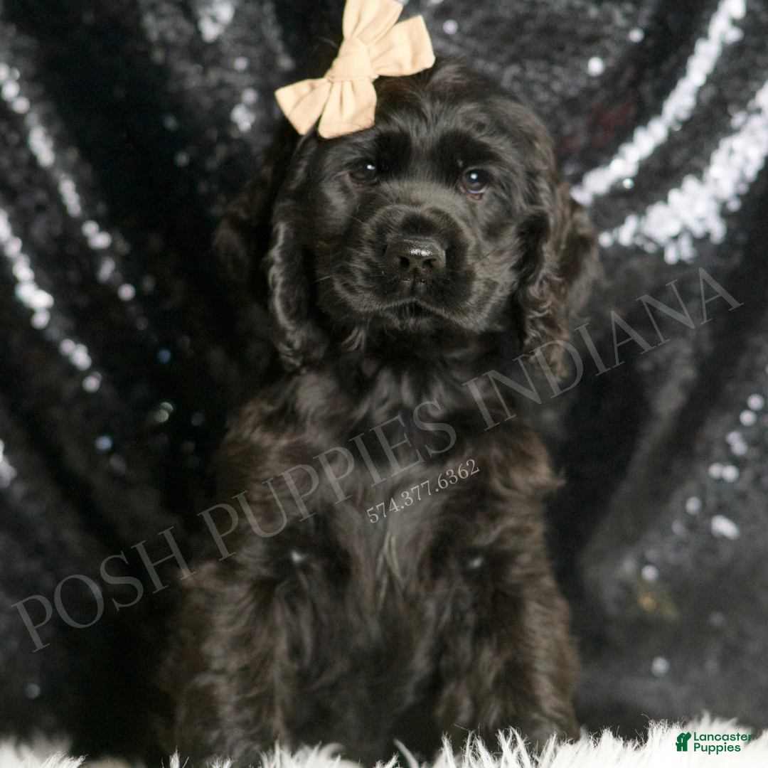 Cocker Spaniel dogs Freddy - Ad 28