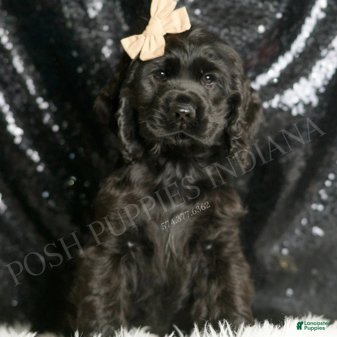 Cocker Spaniel dogs for sale: Freddy - Ad 1