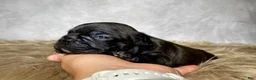 Frenchton dogs for sale: Miss Ruby - Ad 10