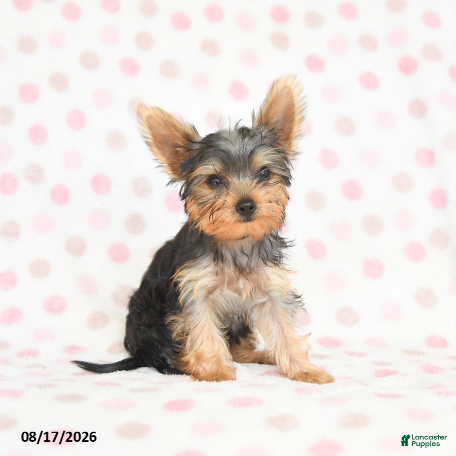 Yorkshire Terrier dogs Quilla - Ad 1