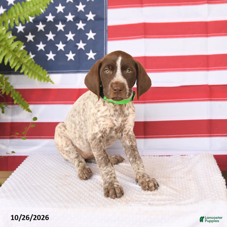 German Shorthaired Pointer dogs for sale: Tessa - Ad 2