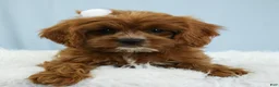 Cavapoo dogs for sale: Toffee 🧁 - Ad 9