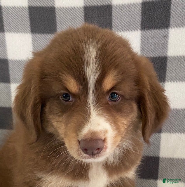 Australian Shepherd dogs Sherman - Ad 2